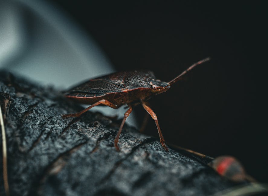 Comprehensive Guide to Effective Bedbug Extermination