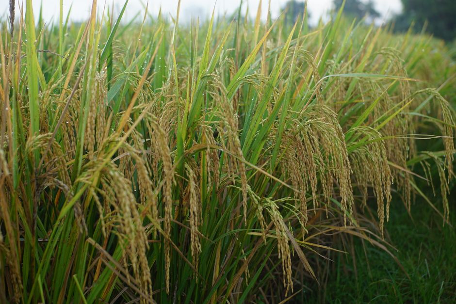 organic agricultural supplies