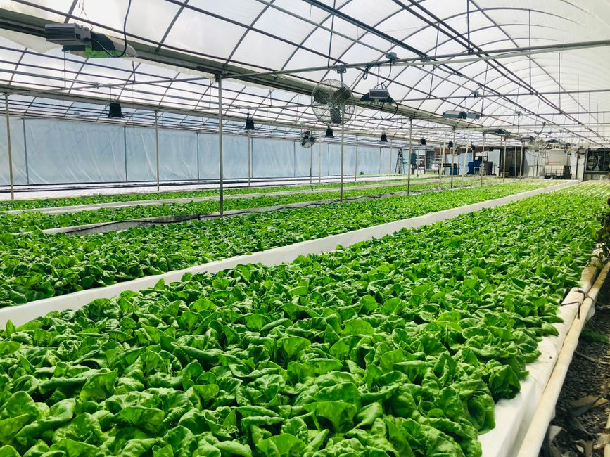 aquaponics kit