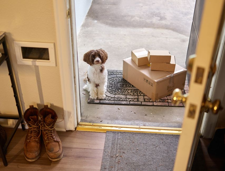 raw dog food delivery
