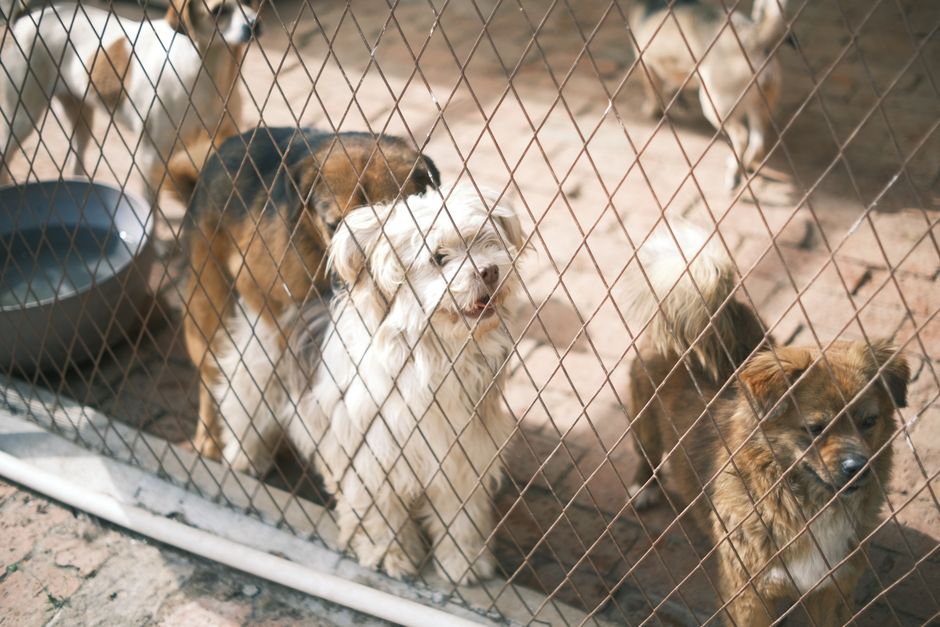 犬の保育園